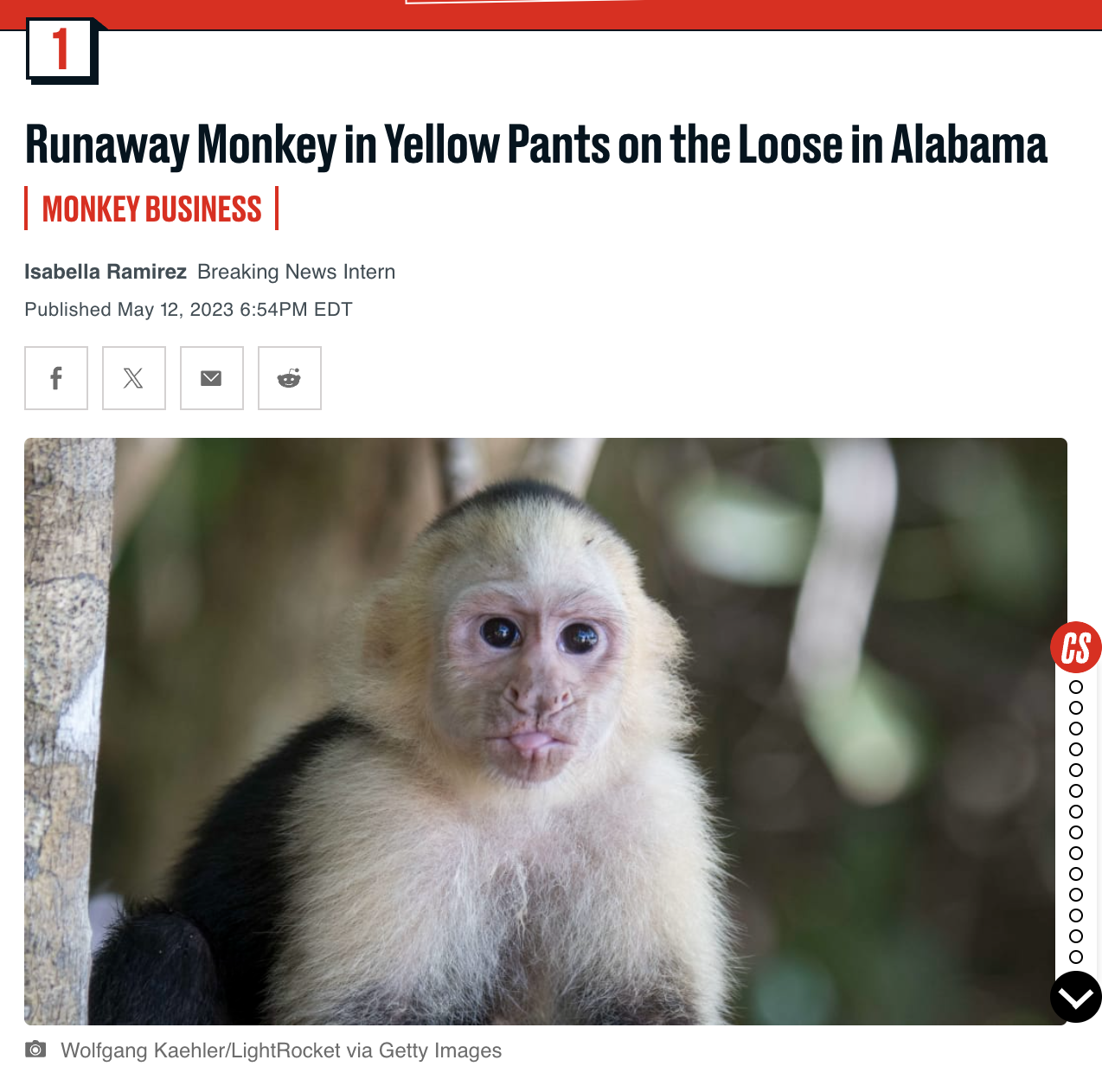 white-headed capuchin - Runaway Monkey in Yellow Pants on the Loose in Alabama Monkey Business Isabella Ramirez Breaking News Intern Published Pm Edt f X Wolfgang KaehlerLightRocket via Getty Images oooooooooooooo